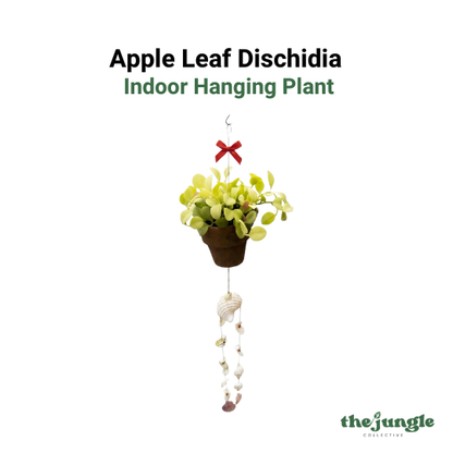 [Local Seller] Seashell Wind Chime with Dischidia platyphylla | Apple Leaf Dischidia Hanging Decor | Low Maintenance