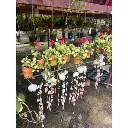 [Local Seller] Seashell Wind Chime with Dischidia platyphylla | Apple Leaf Dischidia Hanging Decor | Low Maintenance