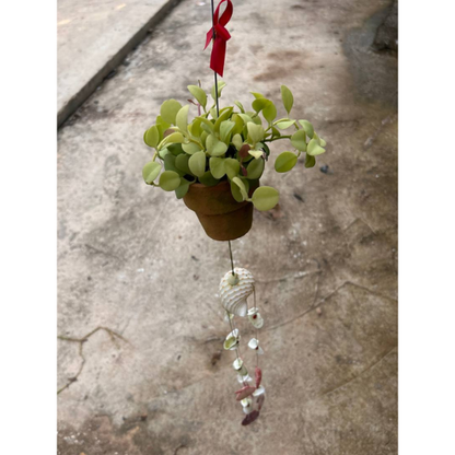 [Local Seller] Seashell Wind Chime with Dischidia platyphylla | Apple Leaf Dischidia Hanging Decor | Low Maintenance