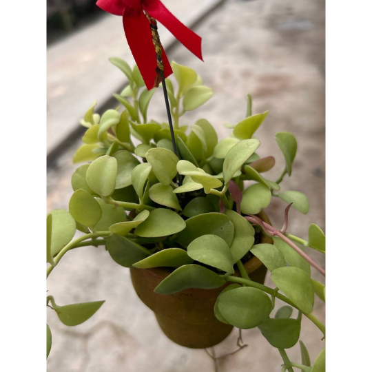 [Local Seller] Seashell Wind Chime with Dischidia platyphylla | Apple Leaf Dischidia Hanging Decor | Low Maintenance