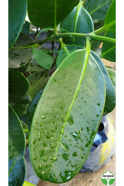 Garcinia subelliptica