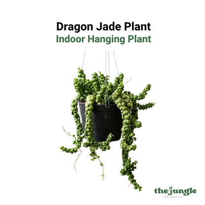 Hanging Dischidia imbricata 'Dragon Jade' | Dragon Jade Plant | Indoor/Sheltered Patio | Low Maintenance