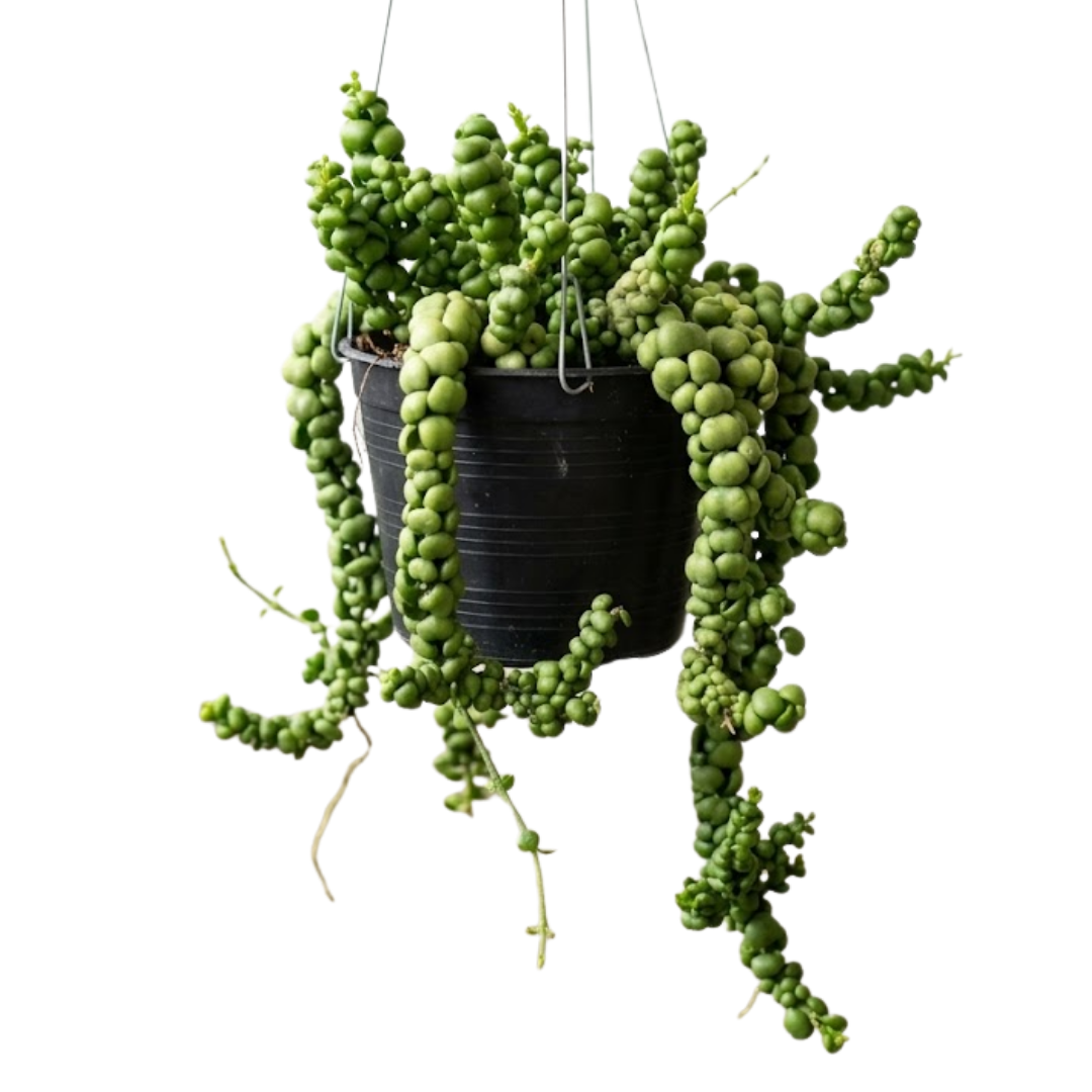 Hanging Dischidia imbricata 'Dragon Jade' | Dragon Jade Plant | Indoor/Sheltered Patio | Low Maintenance