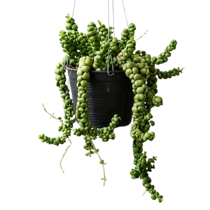 Hanging Dischidia imbricata 'Dragon Jade' | Dragon Jade Plant | Indoor/Sheltered Patio | Low Maintenance