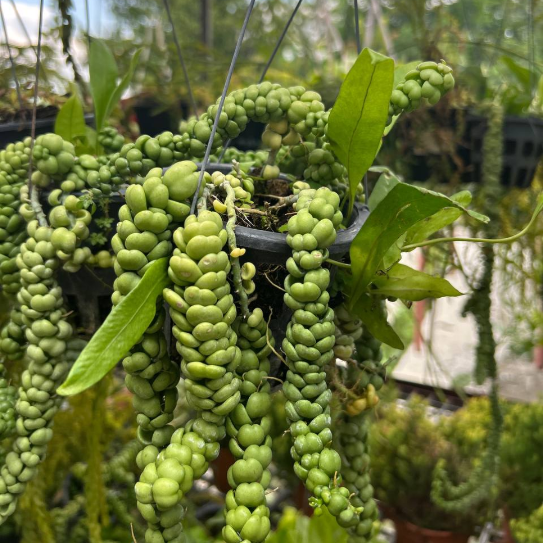 Hanging Dischidia imbricata 'Dragon Jade' | Dragon Jade Plant | Indoor/Sheltered Patio | Low Maintenance