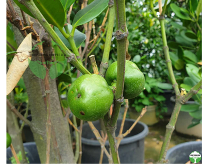 Garcinia subelliptica