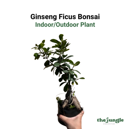 Small Ficus microcarpa 'Ginseng' | Ginseng Ficus Bonsai | Indoor/Outdoor | Zen Decor & Stress Relief | Easy Care