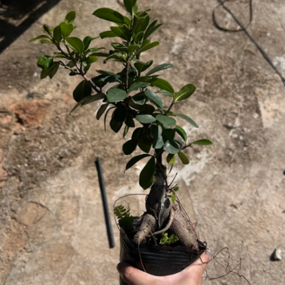 Small Ficus microcarpa 'Ginseng' | Ginseng Ficus Bonsai | Indoor/Outdoor | Zen Decor & Stress Relief | Easy Care