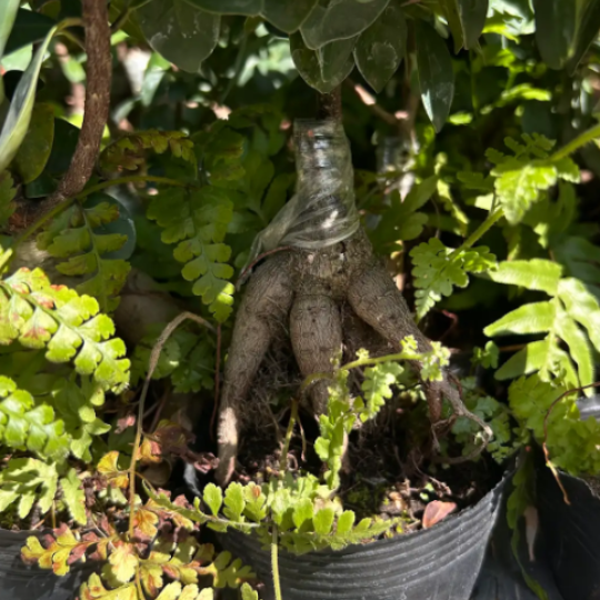 Small Ficus microcarpa 'Ginseng' | Ginseng Ficus Bonsai | Indoor/Outdoor | Zen Decor & Stress Relief | Easy Care