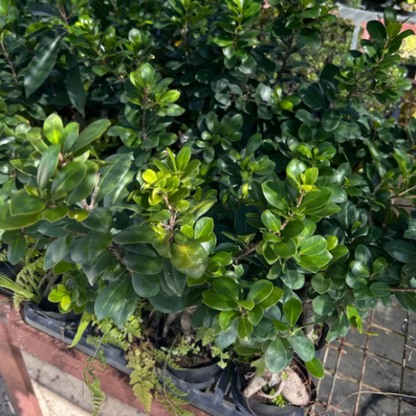 Small Ficus microcarpa 'Ginseng' | Ginseng Ficus Bonsai | Indoor/Outdoor | Zen Decor & Stress Relief | Easy Care