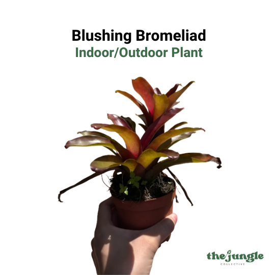 Neoregelia 'Fireball' | Blushing Bromeliad | Indoor/Outdoor | Bright Light Accent & Air Purifier | Easy Care