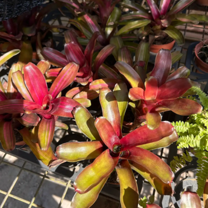 Neoregelia 'Fireball' | Blushing Bromeliad | Indoor/Outdoor | Bright Light Accent & Air Purifier | Easy Care