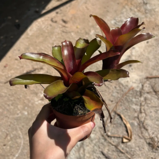 Neoregelia 'Fireball' | Blushing Bromeliad | Indoor/Outdoor | Bright Light Accent & Air Purifier | Easy Care