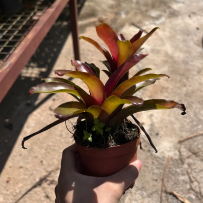 Neoregelia 'Fireball' | Blushing Bromeliad | Indoor/Outdoor | Bright Light Accent & Air Purifier | Easy Care