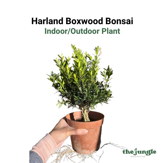 Buxus harlandii | Harland Boxwood Bonsai | Indoor/Outdoor | Elegant Living Decor & Sculptural Accent | Intermediate Care