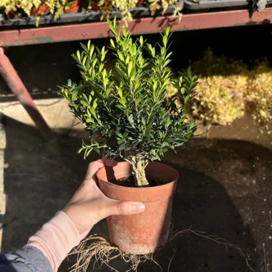 Buxus harlandii | Harland Boxwood Bonsai | Indoor/Outdoor | Elegant Living Decor & Sculptural Accent | Intermediate Care