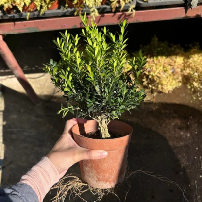 Buxus harlandii | Harland Boxwood Bonsai | Indoor/Outdoor | Elegant Living Decor & Sculptural Accent | Intermediate Care