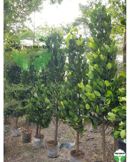 Garcinia subelliptica