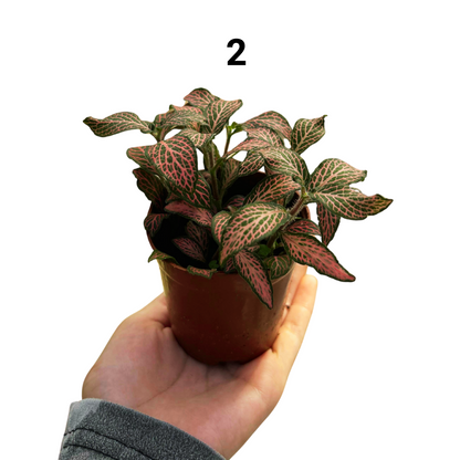 Fittonia
