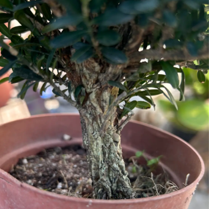 Buxus harlandii | Harland Boxwood Bonsai | Indoor/Outdoor | Elegant Living Decor & Sculptural Accent | Intermediate Care