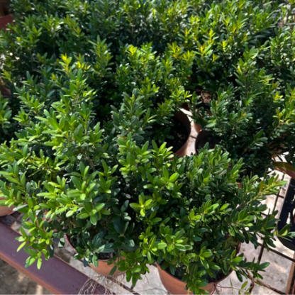 Buxus harlandii | Harland Boxwood Bonsai | Indoor/Outdoor | Elegant Living Decor & Sculptural Accent | Intermediate Care