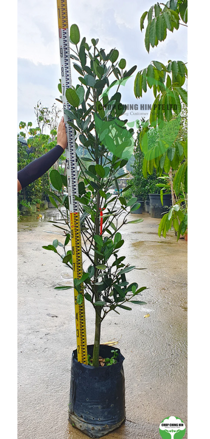 Garcinia subelliptica