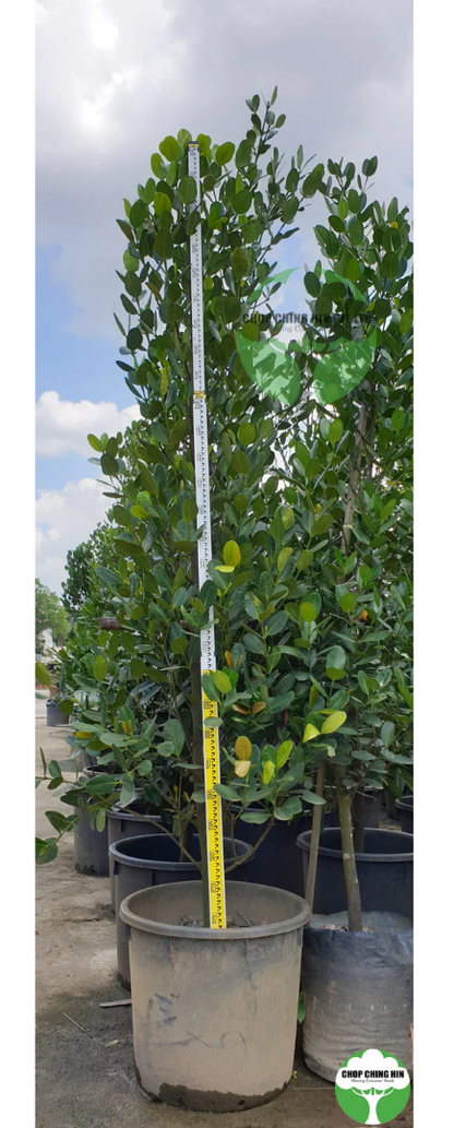 Garcinia subelliptica