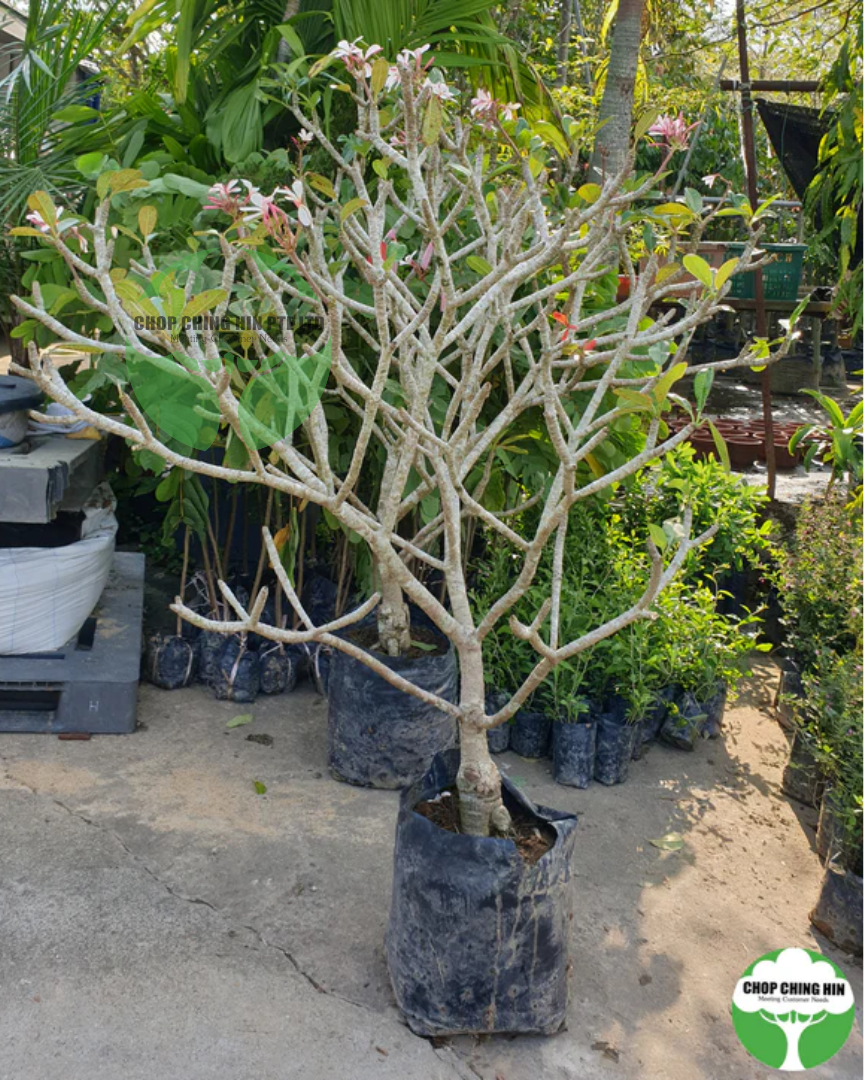 Plumeria obtusa 'Dwarf Singapore Pink'