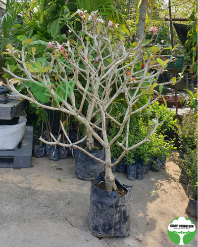 Plumeria obtusa 'Dwarf Singapore Pink'