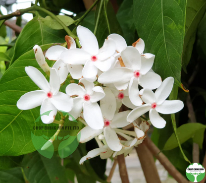 Kopsia singapurensis