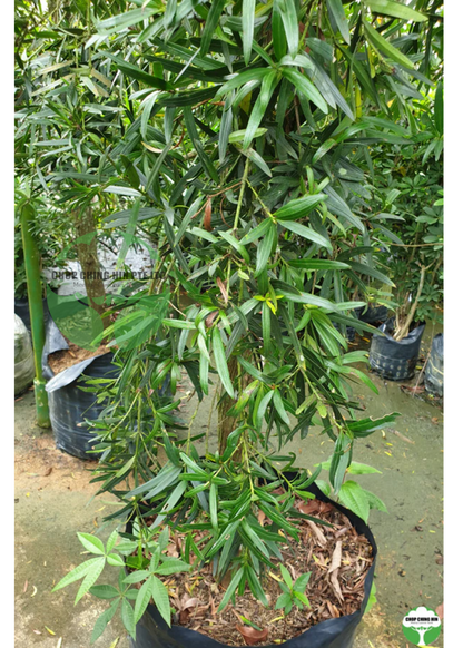 Podocarpus neriifolius