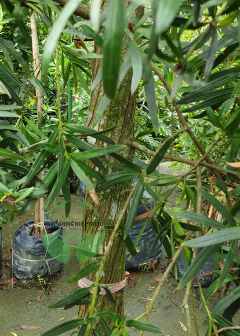 Podocarpus neriifolius