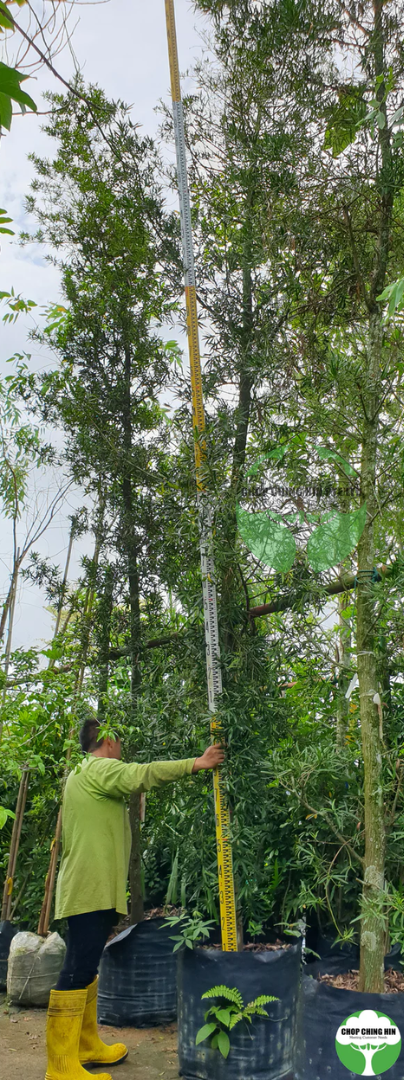 Podocarpus neriifolius