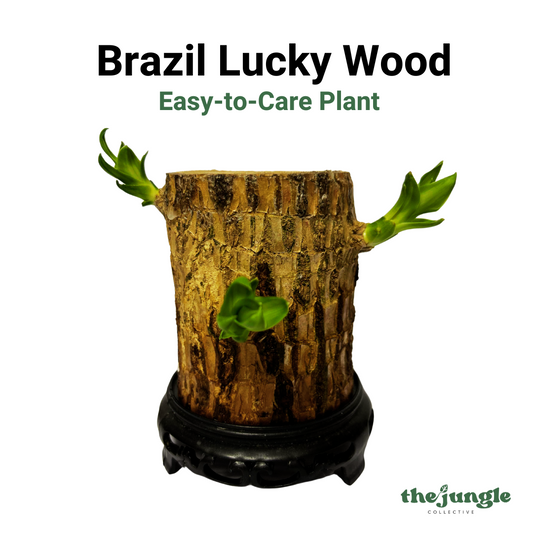 Brazil Wood Lucky Wood