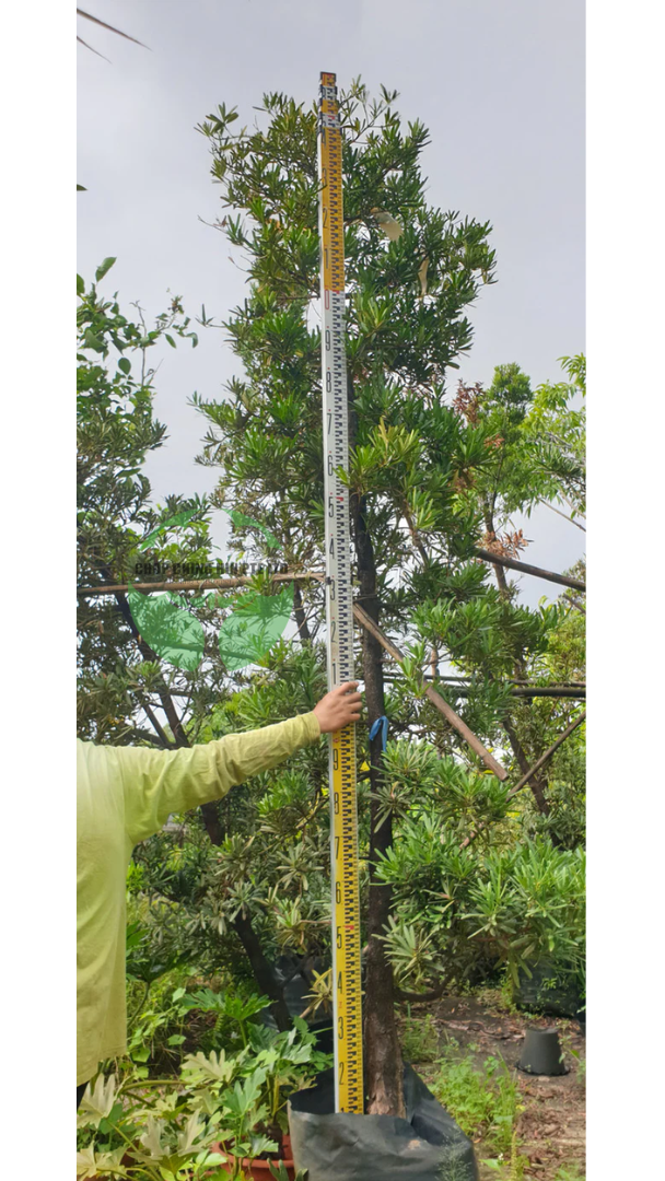 Podocarpus polystachyus