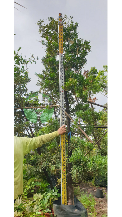 Podocarpus polystachyus