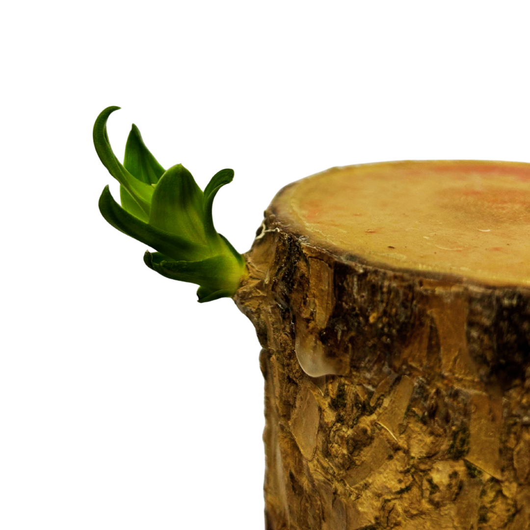Brazil Wood Lucky Wood
