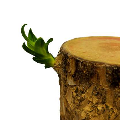 Brazil Wood Lucky Wood