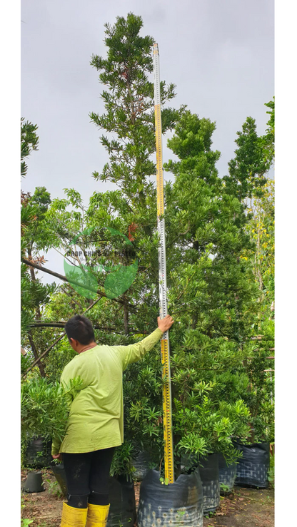 Podocarpus polystachyus