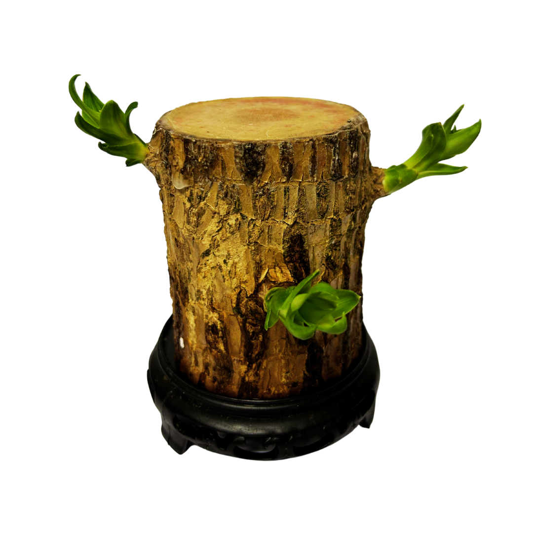 Brazil Wood Lucky Wood