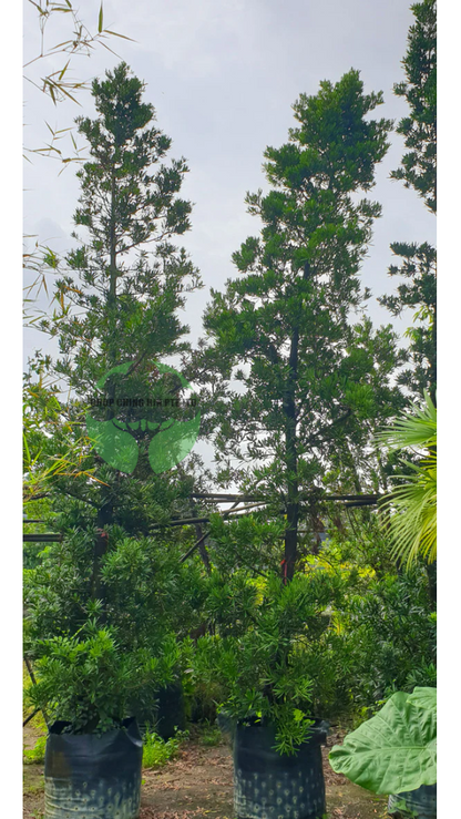 Podocarpus polystachyus