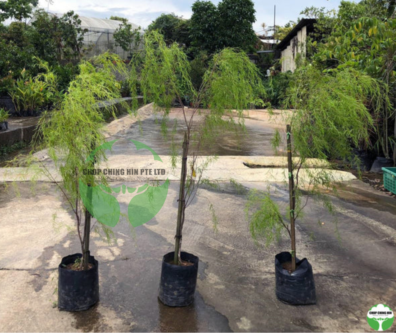 Leptospermum madidum ssp. sativum