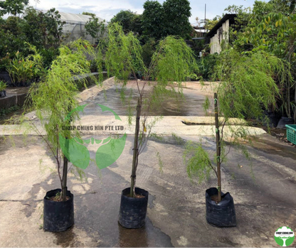 Leptospermum madidum ssp. sativum