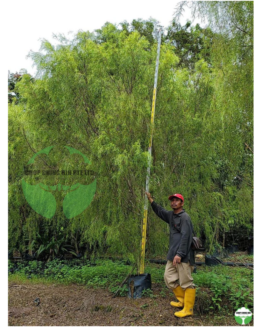 Leptospermum madidum ssp. sativum