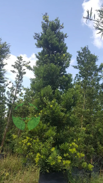 Podocarpus polystachyus