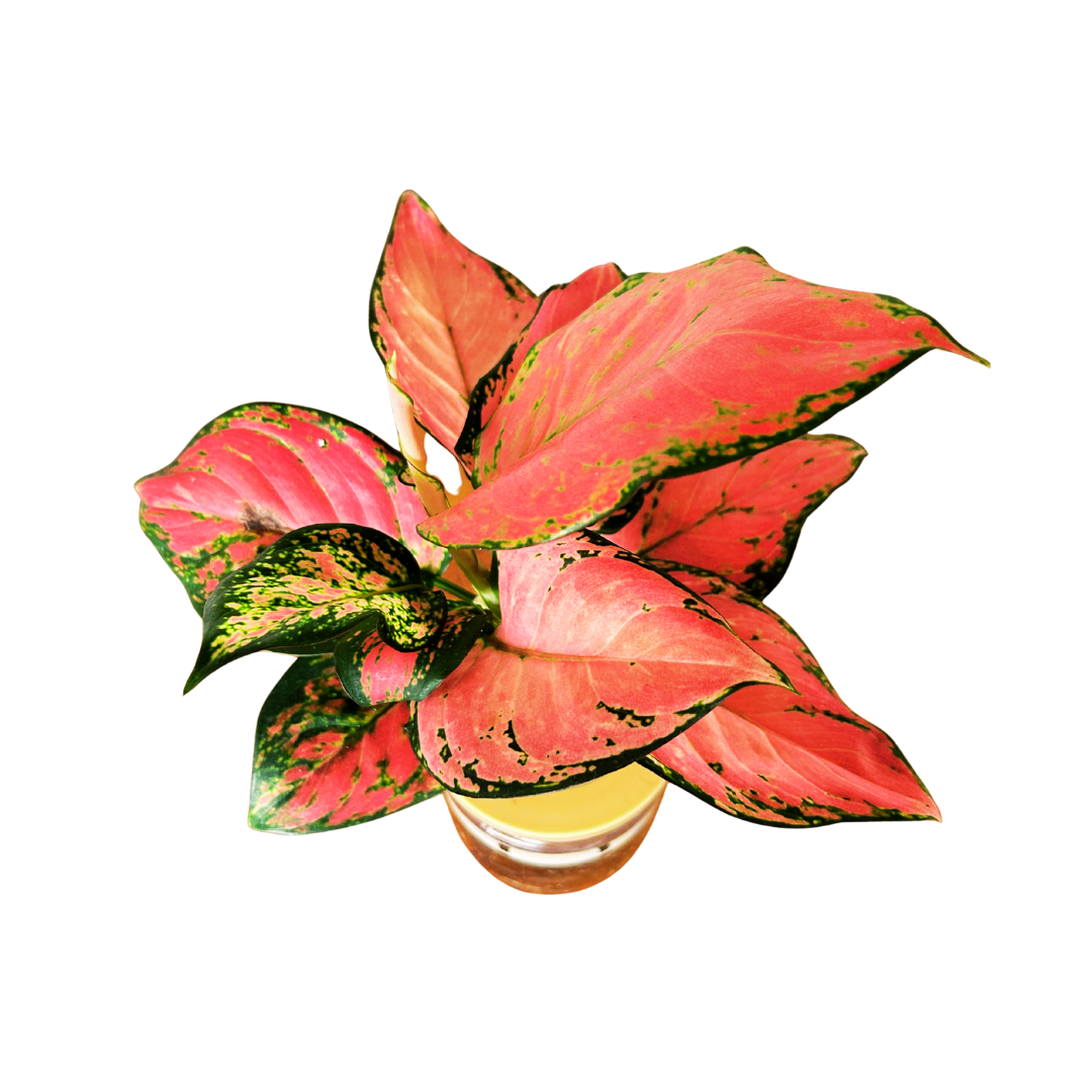 Hydroponic Pink Dalmatian Aglaonemas