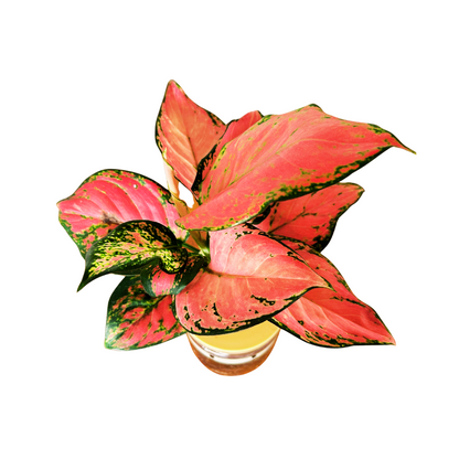 Hydroponic Pink Dalmatian Aglaonemas