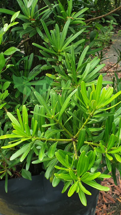 Podocarpus polystachyus