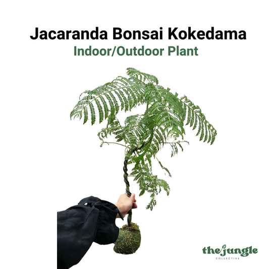 Jacaranda Bonsai Kokedama, Indoor/Outdoor Plant