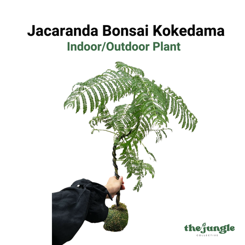 Jacaranda Bonsai Kokedama, Indoor/Outdoor Plant